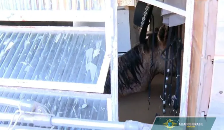 Morrem cavalos que ficaram presos dentro de casa no RS