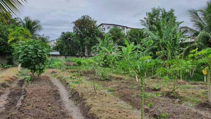 Aqui se planta, aqui se colhe: a agricultura urbana e sua importância na saúde da população e no enfretamento à crise climática
