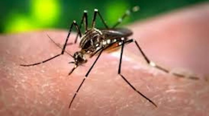 Brasil ultrapassa 4 milhões de casos prováveis de dengue – Poder360