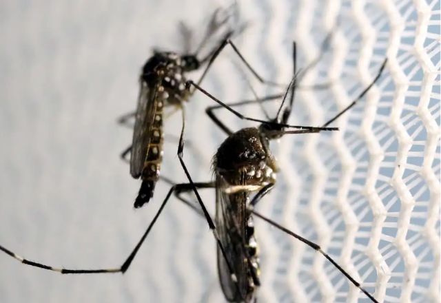 Saiba quais são os medicamentos contraindicados quando há suspeita de dengue – sbtnews.sbt.com.br