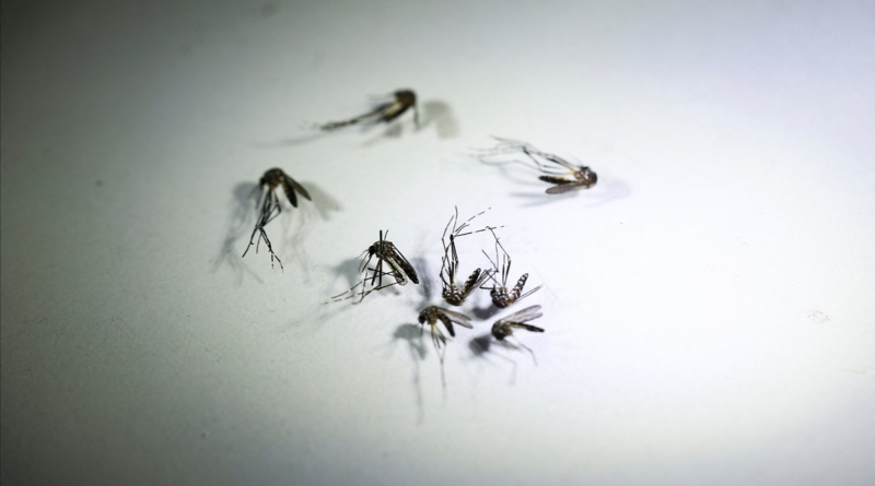 Baixada Santista tem mais duas mortes por dengue e número de vítimas chega a 12 – G1