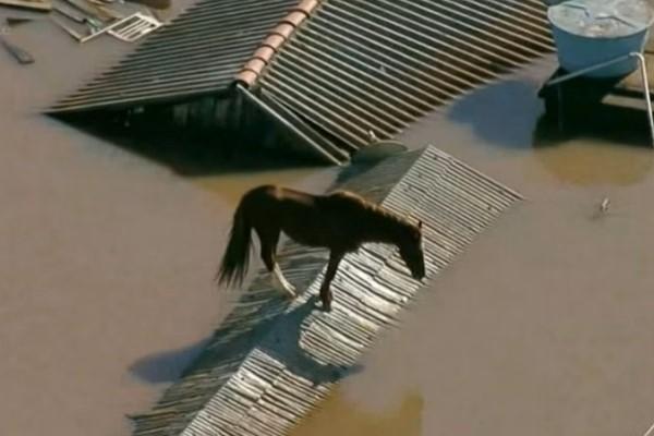 Operação de resgate do cavalo Caramelo no RS comove a web, Veja o video