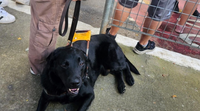 Mulher cega com cão-guia diz ter sido expulsa de carro por motorista de aplicativo: 'Pega transporte público'
