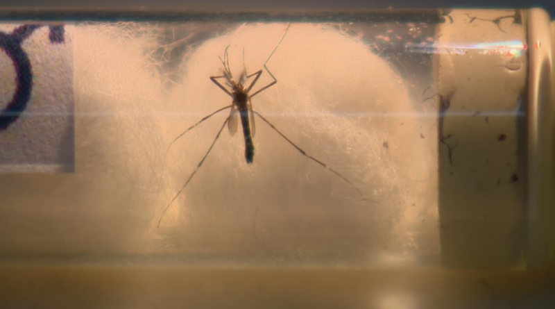 Dengue: três cidades do Sul de Minas seguem sem casos confirmados; saiba quais são – G1